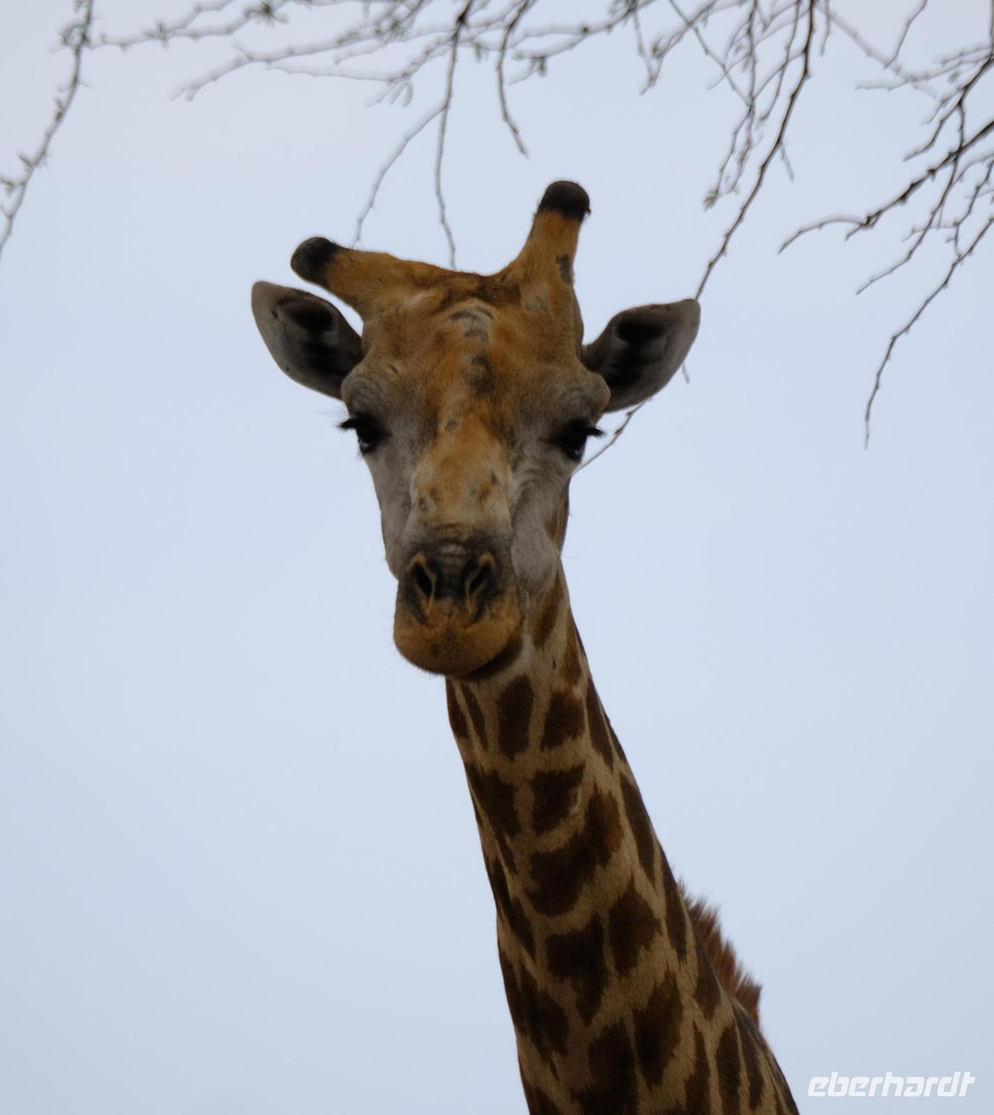 Botswana - Pirschfahrt im Chobe - Richtungsweiser &ndash; &copy; Annett Müller (Eberhardt TRAVEL)