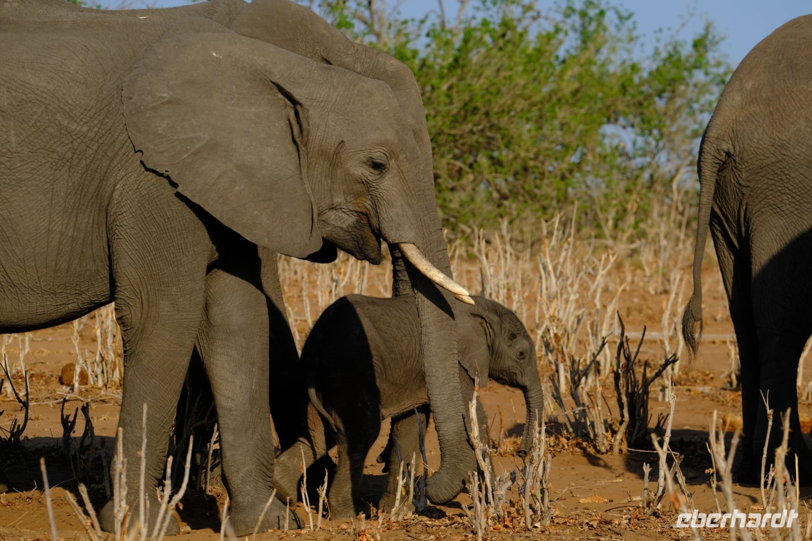 Botswana - Pirschfahrt im Chobe - Foto von Guide Joe &ndash; &copy; Annett Müller (Eberhardt TRAVEL)