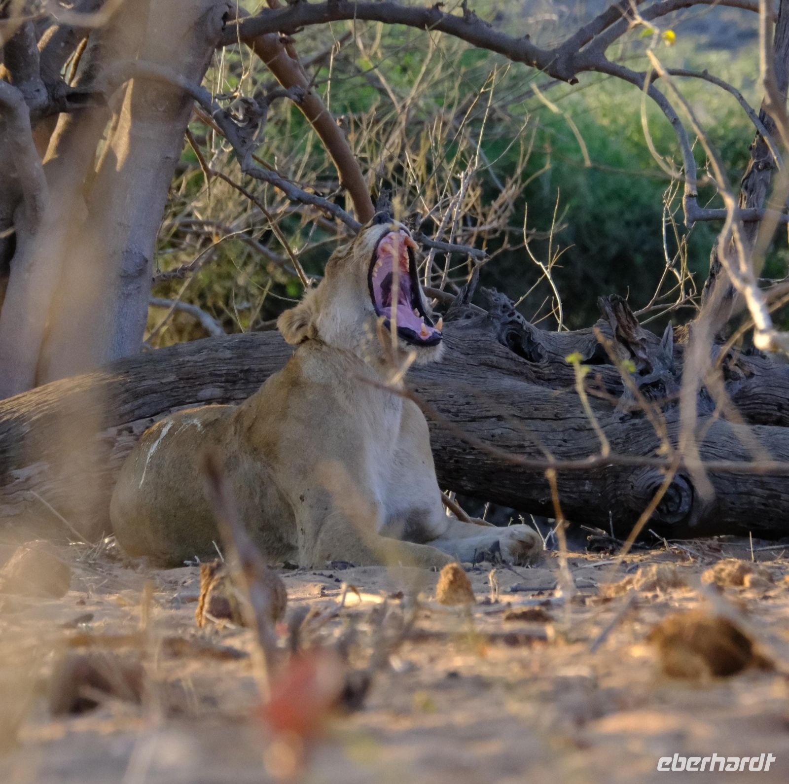 Botswana - Pirschfahrt im Chobe - Löwin - Foto von Guide Joe &ndash; &copy; Annett Müller (Eberhardt TRAVEL)