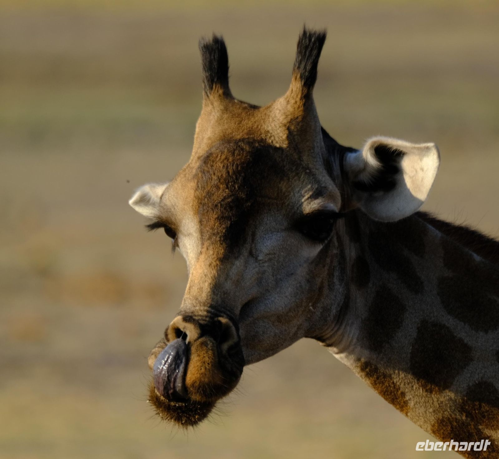 Botswana - Pirschfahrt im Chobe - lecker - Foto von Guide Joe &ndash; &copy; Annett Müller (Eberhardt TRAVEL)