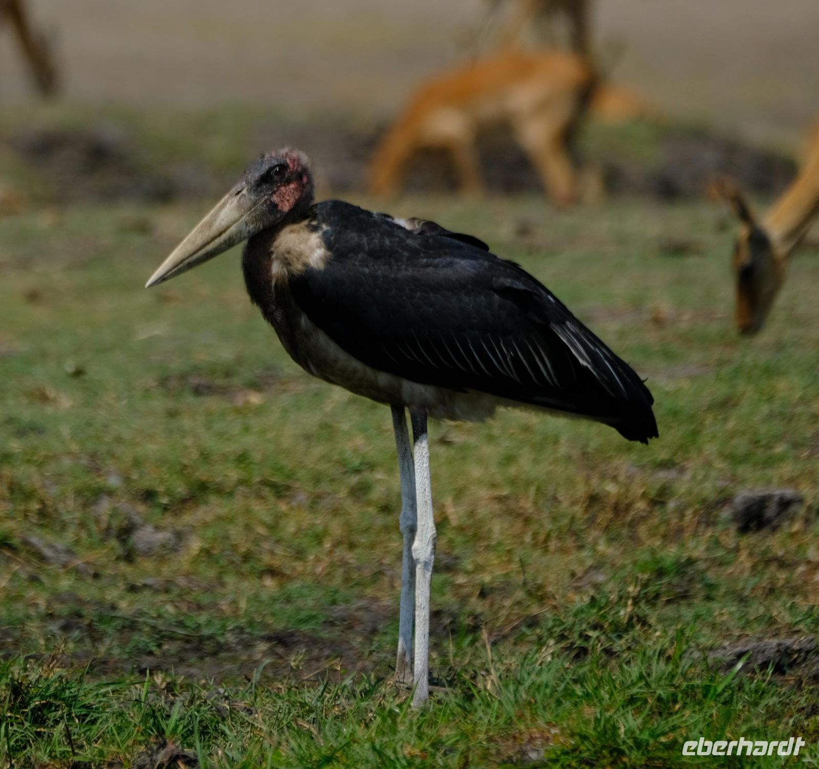 Botswana - Bootsfahrt auf dem Chobe - Marabu - Foto von Guide Joe &ndash; &copy; Annett Müller (Eberhardt TRAVEL)