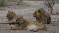 Namibia - Okonjati Wildreservat - Pirschfahrt &ndash; &copy; Annett Müller (Eberhardt TRAVEL)