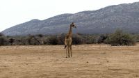 Namibia - Okonjati Wildreservat - Pirschfahrt &ndash; &copy; Annett Müller (Eberhardt TRAVEL)