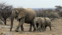 Namibia - Okonjati Wildreservat - Pirschfahrt