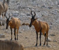 Namibia - Etosha - Pirschfahrt - Kuhantilopen - Foto von Guide Joe &ndash; &copy; Annett Müller (Eberhardt TRAVEL)