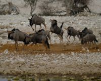 Namibia - Etosha - Pirschfahrt - Gnus - Foto von Guide Joe &ndash; &copy; Annett Müller (Eberhardt TRAVEL)