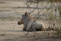Namibia - Etosha - Pirschfahrt - Pumba wirkt gelassen &ndash; &copy; Annett Müller (Eberhardt TRAVEL)