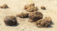 Namibia - Etosha - Pirschfahrt - Ankündigung &ndash; &copy; Annett Müller (Eberhardt TRAVEL)