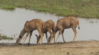 Namibia - Pirschfahrt im Buffalo Park - Kudus &ndash; &copy; Annett Müller (Eberhardt TRAVEL)