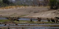 Namibia - Pirschfahrt im Bwabwata Nationalpark - Geier - Foto von Guide Joe &ndash; &copy; Annett Müller (Eberhardt TRAVEL)