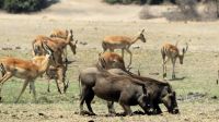 Botswana - Bootsfahrt auf dem Chobe &ndash; &copy; Annett Müller (Eberhardt TRAVEL)