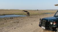 Botswana - Pirschfahrt im Chobe