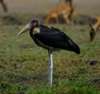 Botswana - Bootsfahrt auf dem Chobe - Marabu - Foto von Guide Joe &ndash; &copy; Annett Müller (Eberhardt TRAVEL)
