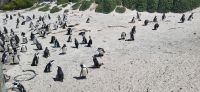 22 Pinguinkolonie am Boulders Beach &ndash; &copy; Susanne Schirmann (Eberhardt TRAVEL)