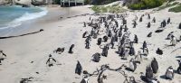 23 Pinguinkolonie am Boulders Beach &ndash; &copy; Susanne Schirmann (Eberhardt TRAVEL)