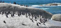 24  Pinguinkolonie am Boulders Beach &ndash; &copy; Susanne Schirmann (Eberhardt TRAVEL)