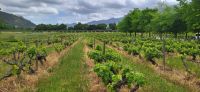 43 niedrige Weinreben der Region