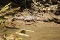 180 Krokodil &ndash; &copy; Susanne Schirmann (Eberhardt TRAVEL)