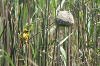 182 Webervogel &ndash; &copy; Susanne Schirmann (Eberhardt TRAVEL)