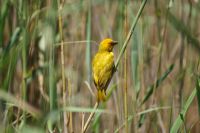183 Webervogel &ndash; &copy; Susanne Schirmann (Eberhardt TRAVEL)