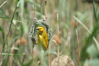 184 Webervogel &ndash; &copy; Susanne Schirmann (Eberhardt TRAVEL)