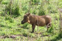185 Warzenschwein &ndash; &copy; Susanne Schirmann (Eberhardt TRAVEL)