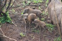 186 Warzenschwein &ndash; &copy; Susanne Schirmann (Eberhardt TRAVEL)