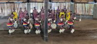 304 Gesang und Tanz Mantenga Village &ndash; &copy; Susanne Schirmann (Eberhardt TRAVEL)