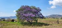 311 Jacaranda &ndash; &copy; Susanne Schirmann (Eberhardt TRAVEL)