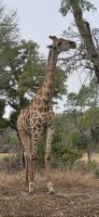 353 Giraffe &ndash; &copy; Susanne Schirmann (Eberhardt TRAVEL)