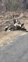 356 Wildhunde &ndash; &copy; Susanne Schirmann (Eberhardt TRAVEL)