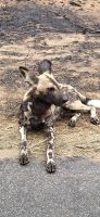 357 Wildhunde
