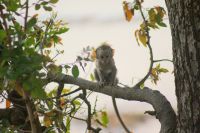 363 Affenjungtier &ndash; &copy; Susanne Schirmann (Eberhardt TRAVEL)