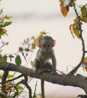 364 Affenbaby &ndash; &copy; Susanne Schirmann (Eberhardt TRAVEL)