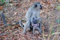 366 Affenfamilie &ndash; &copy; Susanne Schirmann (Eberhardt TRAVEL)