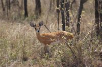 386 Steinbock &ndash; &copy; Susanne Schirmann (Eberhardt TRAVEL)