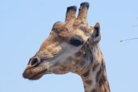 390 Giraffenmännchen &ndash; &copy; Susanne Schirmann (Eberhardt TRAVEL)