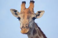 374 Giraffenbulle &ndash; &copy; Susanne Schirmann (Eberhardt TRAVEL)