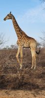 392 Giraffe &ndash; &copy; Susanne Schirmann (Eberhardt TRAVEL)