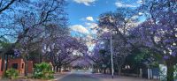 423 Jacaranda Allee in Pretoria &ndash; &copy; Susanne Schirmann (Eberhardt TRAVEL)