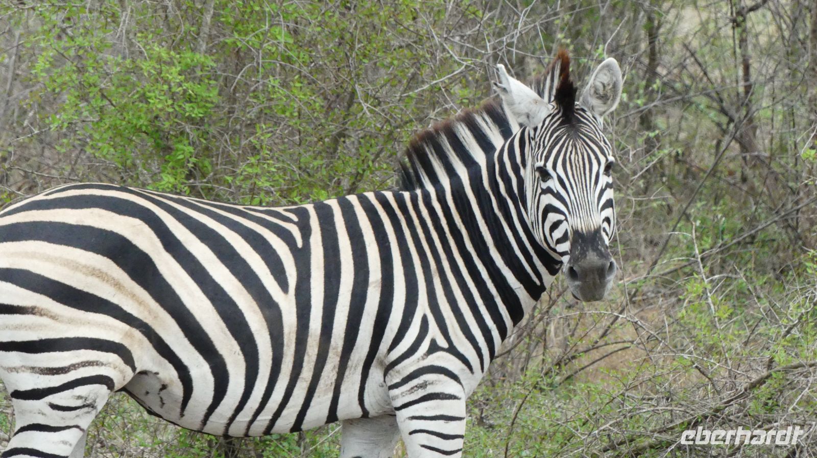 Südafrika - Kruger Nationalpark - Zebra &ndash; &copy; Annett Müller (Eberhardt TRAVEL)
