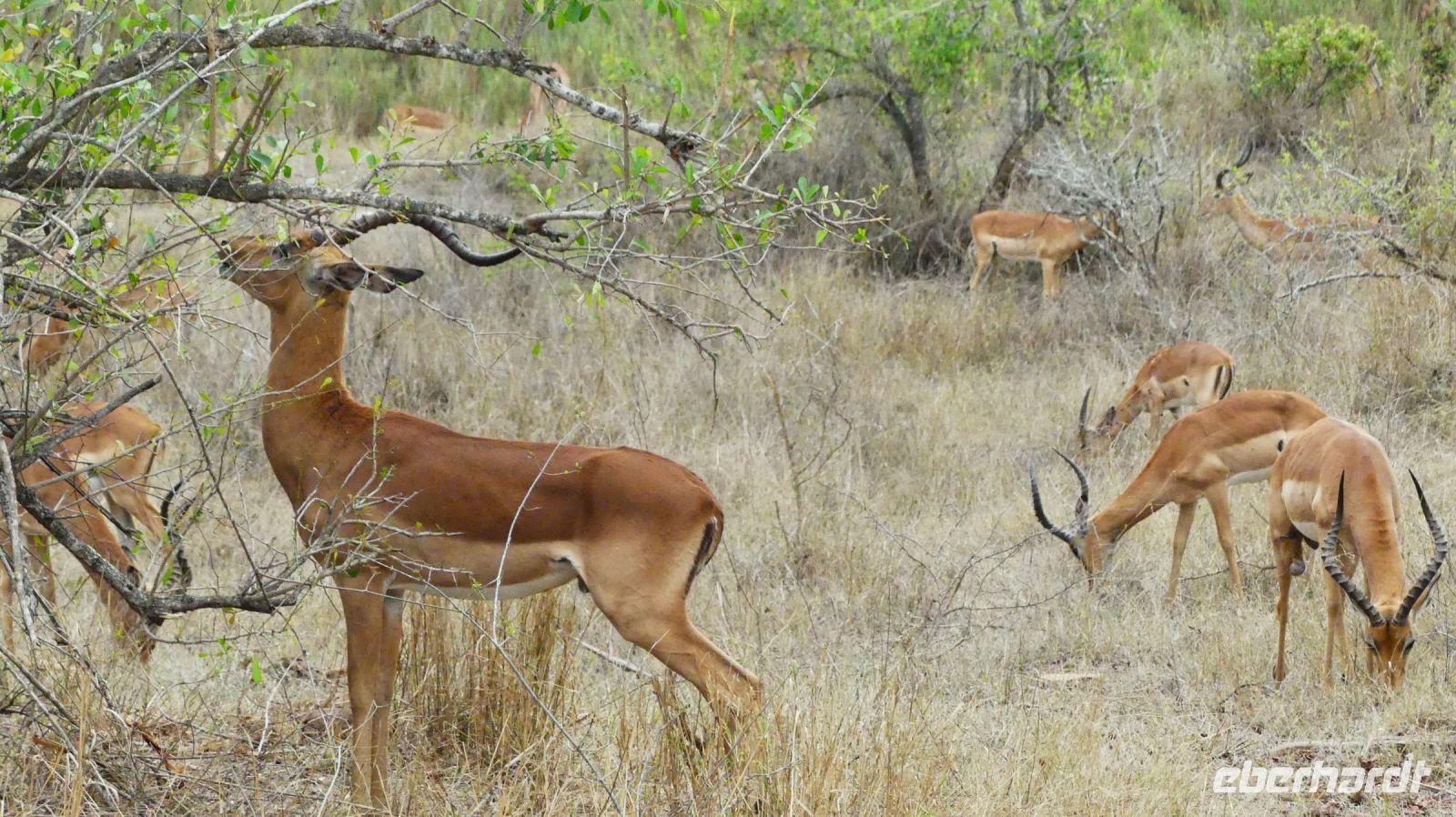 Südafrika - Kruger Nationalpark - Impala Böcke &ndash; &copy; Annett Müller (Eberhardt TRAVEL)