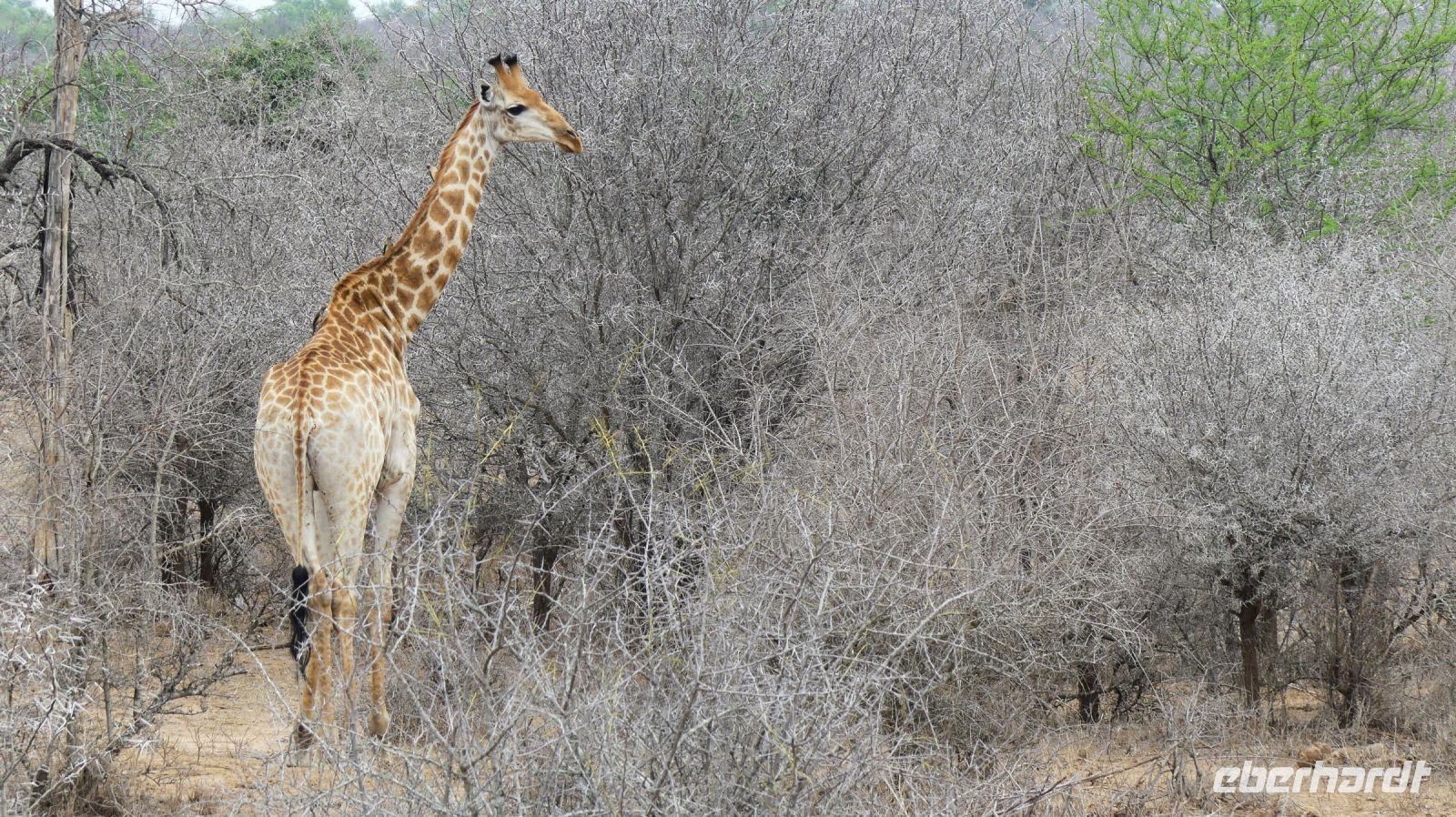 Südafrika - Kruger Nationalpark - Giraffe &ndash; &copy; Annett Müller (Eberhardt TRAVEL)