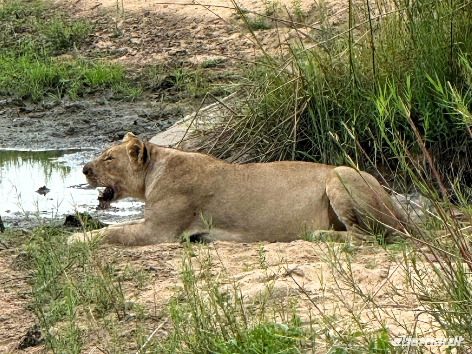 Südafrika - Kruger Nationalpark - Siesta nach Festschmaus &ndash; &copy; Annett Müller (Eberhardt TRAVEL)