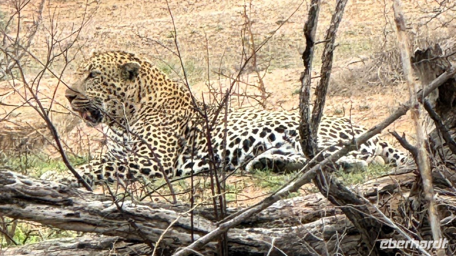 Südafrika - Kruger Nationalpark - Leopard &ndash; &copy; Annett Müller (Eberhardt TRAVEL)