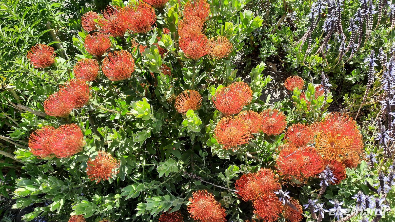Südafrika - Stellenbosch - Weingut Jordan - Nadelkissenprotea &ndash; &copy; Annett Müller (Eberhardt TRAVEL)