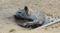 Südafrika - Kruger Nationalpark - Hyäne &ndash; &copy; Annett Müller (Eberhardt TRAVEL)