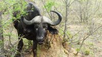 Südafrika - Kruger Nationalpark - Büffel &ndash; &copy; Annett Müller (Eberhardt TRAVEL)