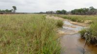 Südafrika - Kruger Nationalpark  &ndash; &copy; Annett Müller (Eberhardt TRAVEL)