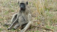 Südafrika - Kruger Nationalpark - Pavian &ndash; &copy; Annett Müller (Eberhardt TRAVEL)